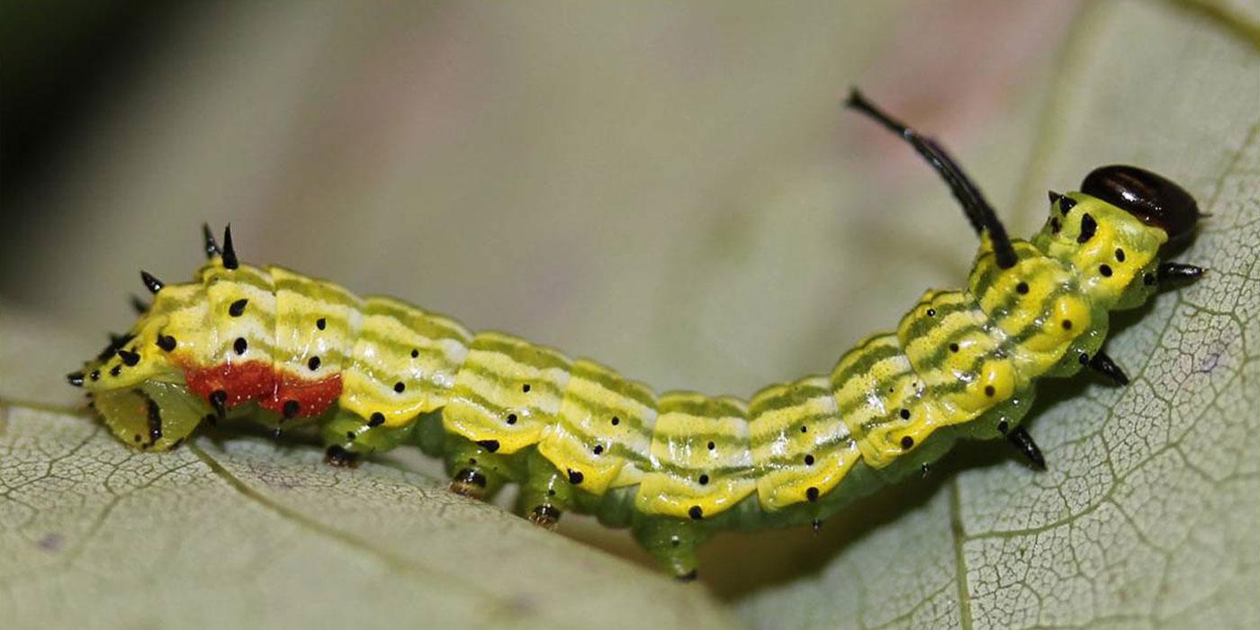 caterpillar